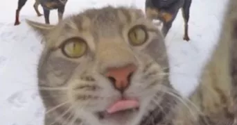 marvin pet sitter à REIMS 51100