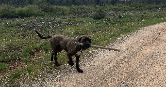 thaïs pet sitter à REIMS 51100_5