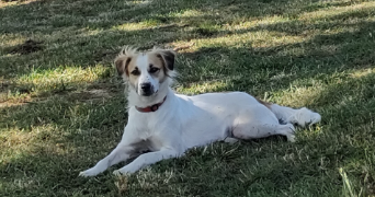 valérie pet sitter à SAVIGNY SUR BRAYE 41360_3