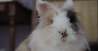 tomoko pet sitter à JOUE LES TOURS 37300_4
