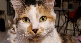 muriel pet sitter à GOLBEY 88190_2