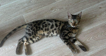 marion pet sitter à LILLE 59800_2