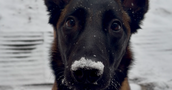 marine pet sitter à CHATEAUVILLAIN 52120_6