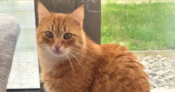 julie pet sitter à PONTFAVERGER MORONVILLIERS 51490_6