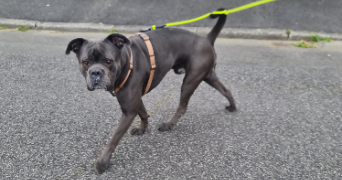 carla pet sitter à BILLERE 64140_3