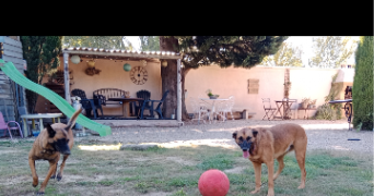 valérie pet sitter à Le Thor 84250_40