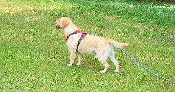 cassandra pet sitter à BAZICOURT 60700_4