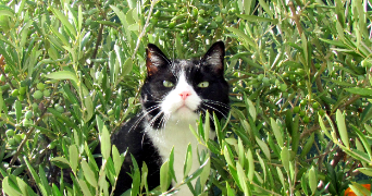 chrystelle cat sitter à LANDIVISIAU 29400_0