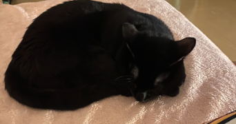 margaux pet sitter à FRESNES 94260_3