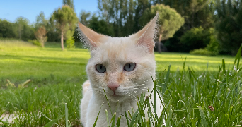 tina pet sitter à LATRESNE 33360_3