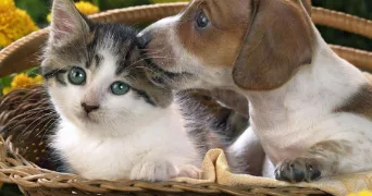 isabelle pet sitter à CHAVILLE 92370