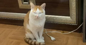 fatou pet sitter à CACHAN 94230