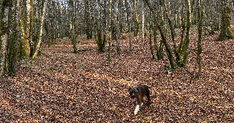 lucas pet sitter à CRY 89390_2