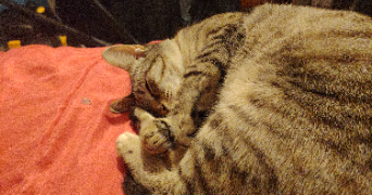 fabienne pet sitter à LA ROCHE SUR YON 85000_5