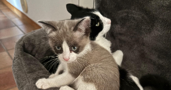savannah pet sitter à BASTIA 20200_6