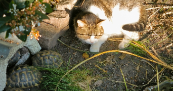 eline pet sitter à RONCQ 59223_3