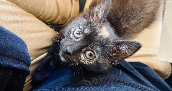 sylvain pet sitter à LYON 04 69004_2