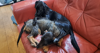 sophie pet sitter à TREVOU TREGUIGNEC 22660_4