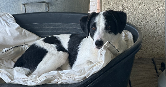 maëlys pet sitter à Issel 11400_6