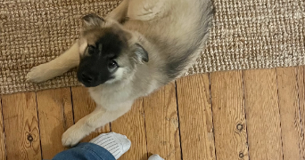 estelle pet sitter à MARSEILLE 01 13001_6