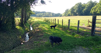 gaëlle pet sitter à CASTINE EN PLAINE 14540_4