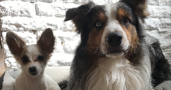coralie pet sitter à TOURS 37000_1