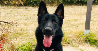 emma pet sitter à LA FERRIERE 85280_1