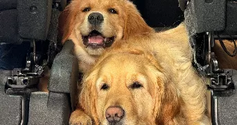 aloïs pet sitter à COLLONGES AU MONT D OR 69660