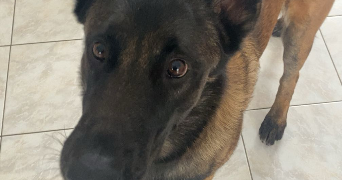 solène dog sitter à ERMONT 95120_2