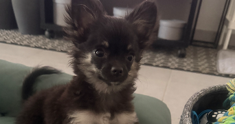  josiane pet sitter à ST ORENS DE GAMEVILLE 31650_1