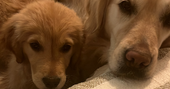 caroline pet sitter à VILLIERS ST FREDERIC 78640_1