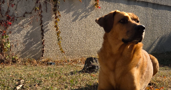 mélissa pet sitter à CANDILLARGUES 34130_1