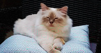 noyale pet sitter à BAYONNE 64100_5