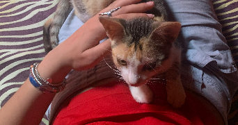 alicia pet sitter à POITIERS 86000_8