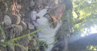 jessica pet sitter à CHAMPIS 07440_6