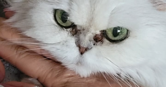 marie line pet sitter à FLEURY SUR ANDELLE 27380_1