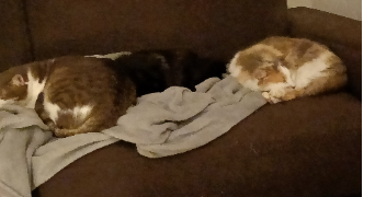 estelle pet sitter à LES VILLETTES 43600_1