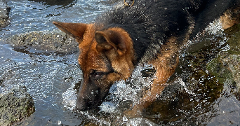 camille pet sitter à AUBERGENVILLE 78410