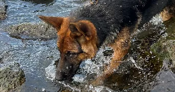 camille pet sitter à AUBERGENVILLE 78410