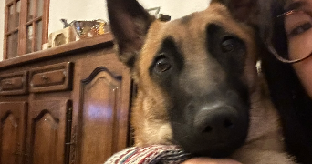 lily pet sitter à Fontenay sous bois 94120_1