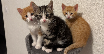 maïlys pet sitter à LHERM 31600_3