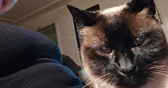 esther pet sitter à PARIS 18 75018_1