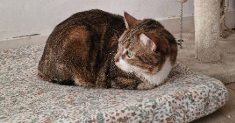 marwa pet sitter à LA CIOTAT 13600_0
