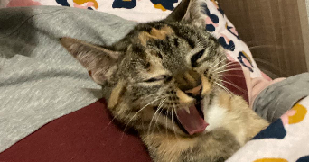 oumaima pet sitter à BREST 29200_0