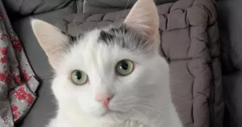 dolores cat sitter à LA NORVILLE 91290