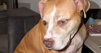 lola pet sitter à ST CHERON 91530