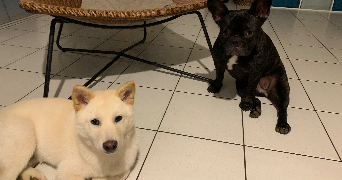 chiara pet sitter à QUIMPER 29000_3