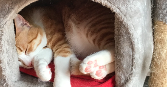 owen pet sitter à Gentilly 94250_1