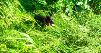 tatiana pet sitter à CAMARET SUR AIGUES 84850_1