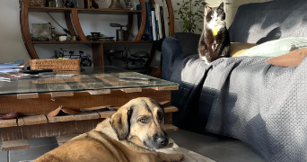 emma pet sitter à BORDEAUX 33000_1